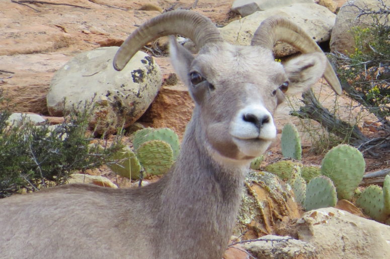 a mountain goat on Zion-Mt.Carmel Highway