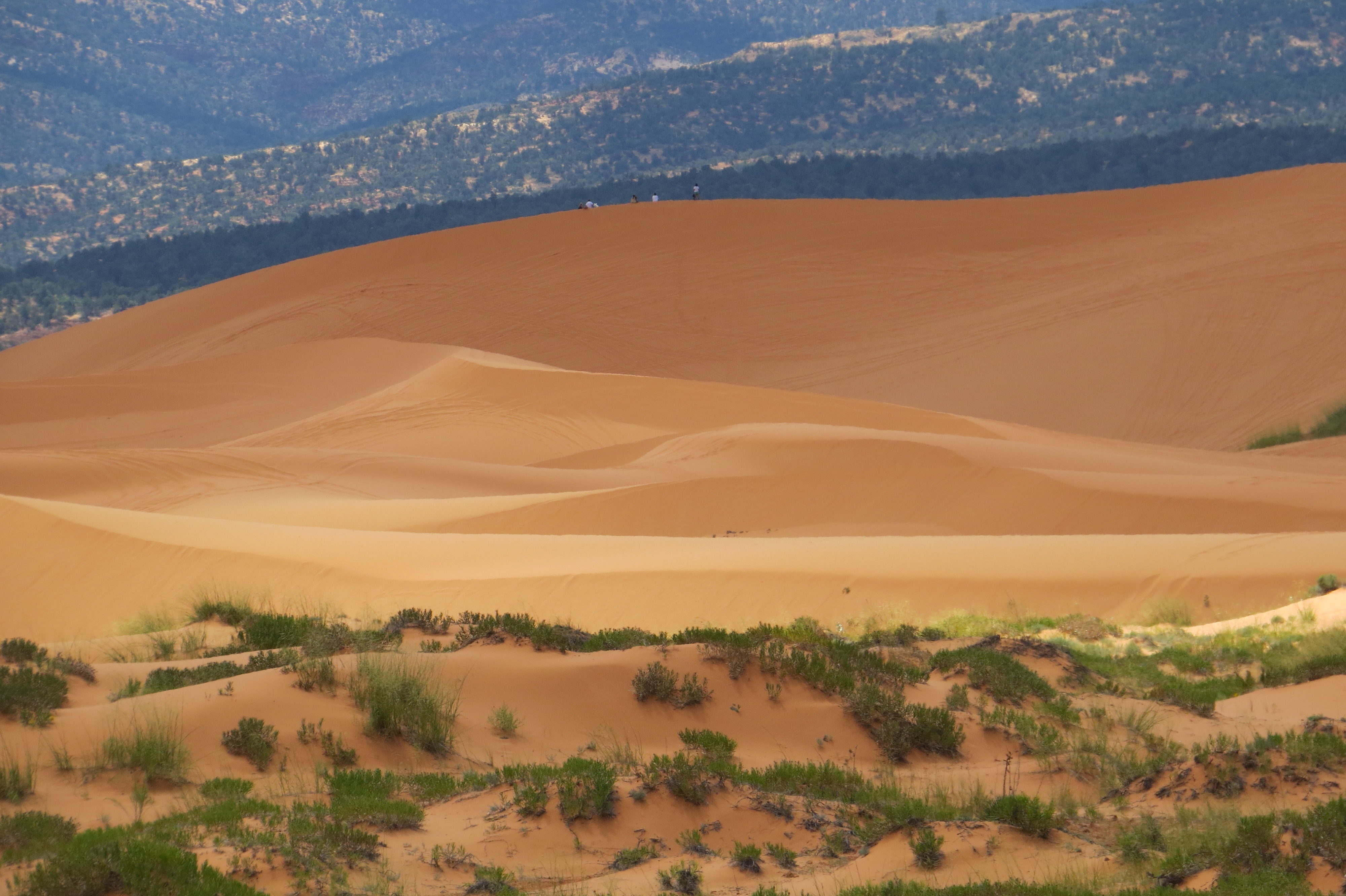 Corral Pink Sand Dunes State Park