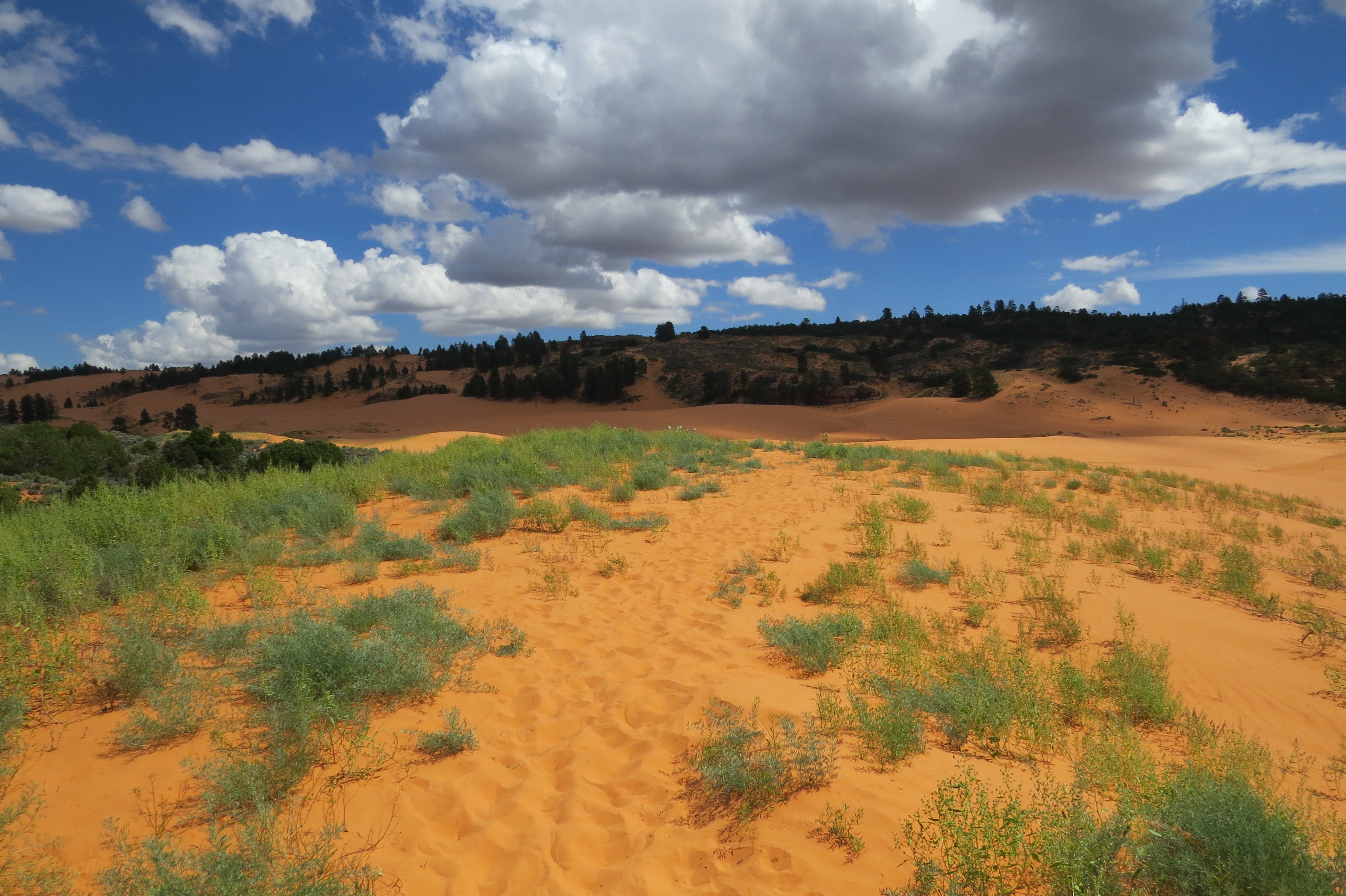 Corral Pink Sand Dunes State Park