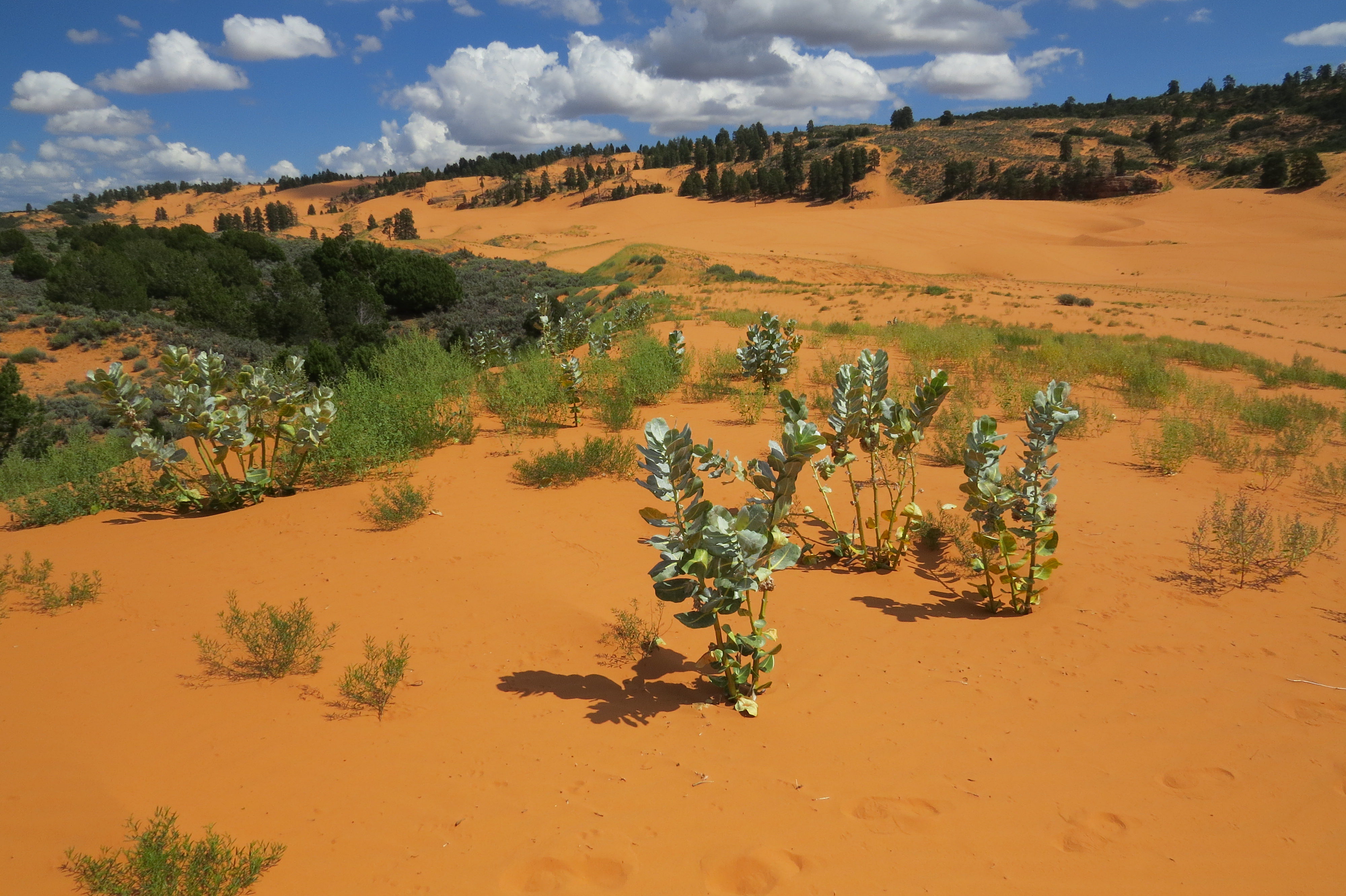 Corral Pink Sand Dunes