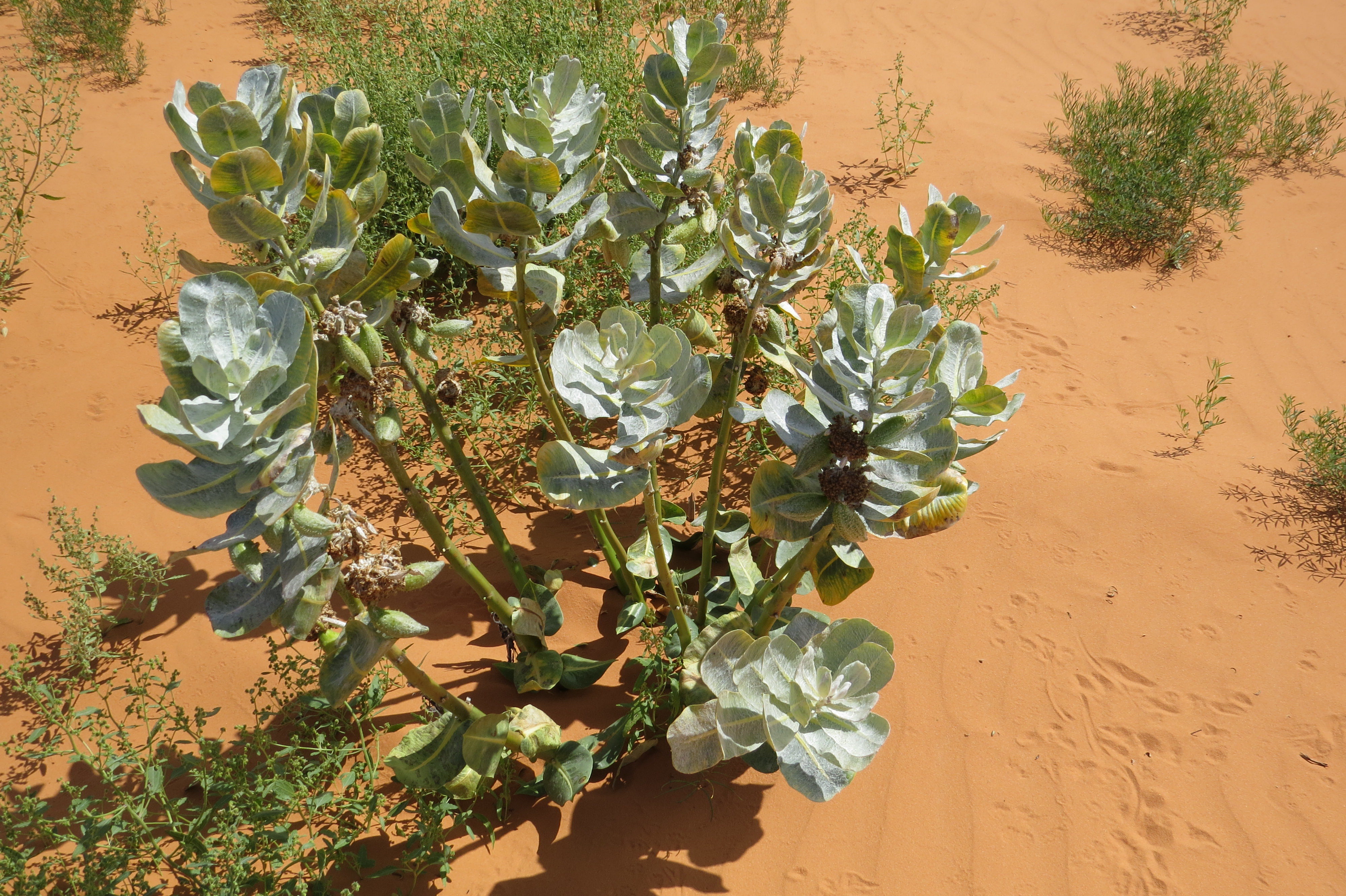 Welsh's Milkweed in Corral Pink Sand Dunes