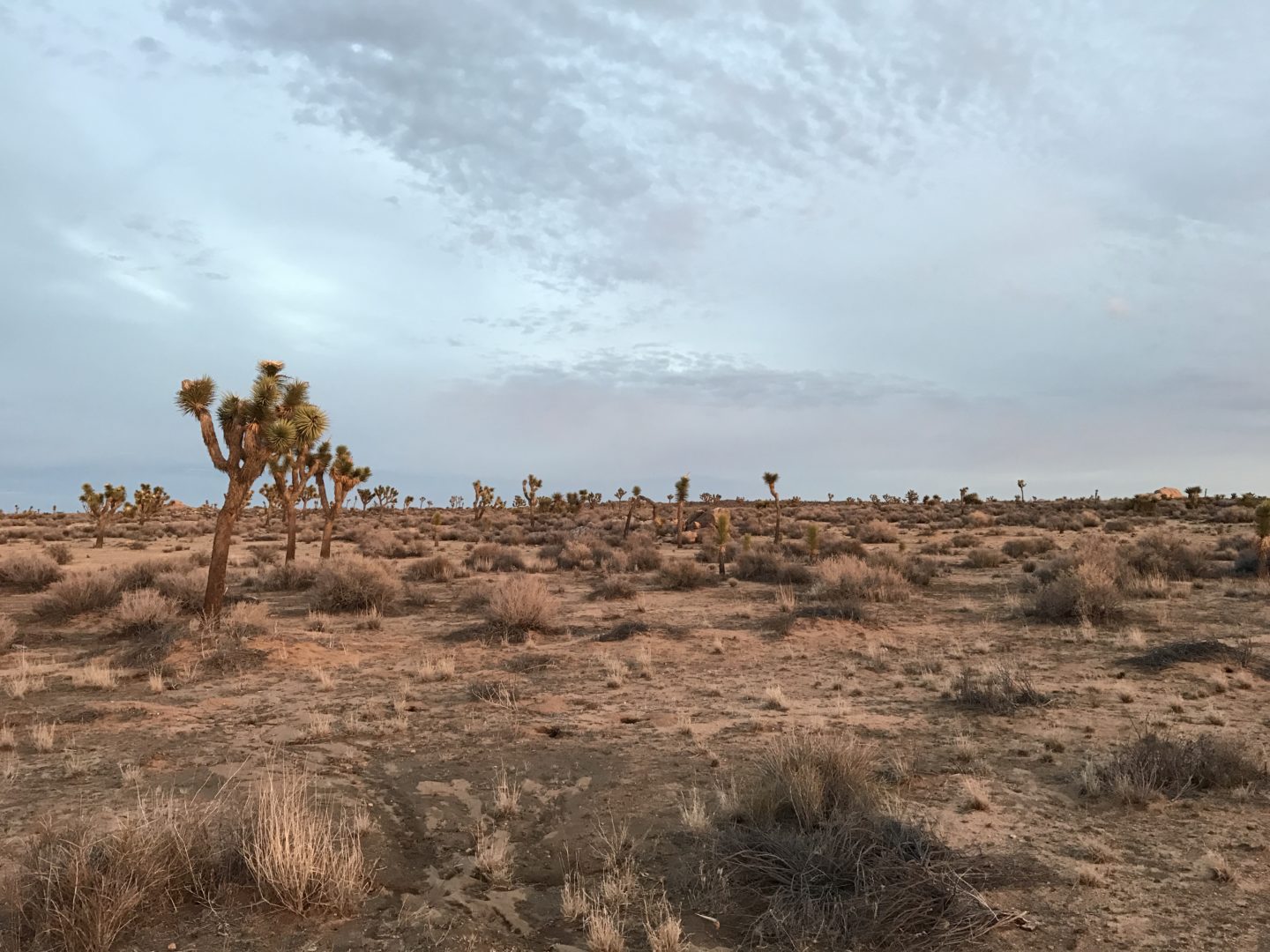 Joshua Tree National Park