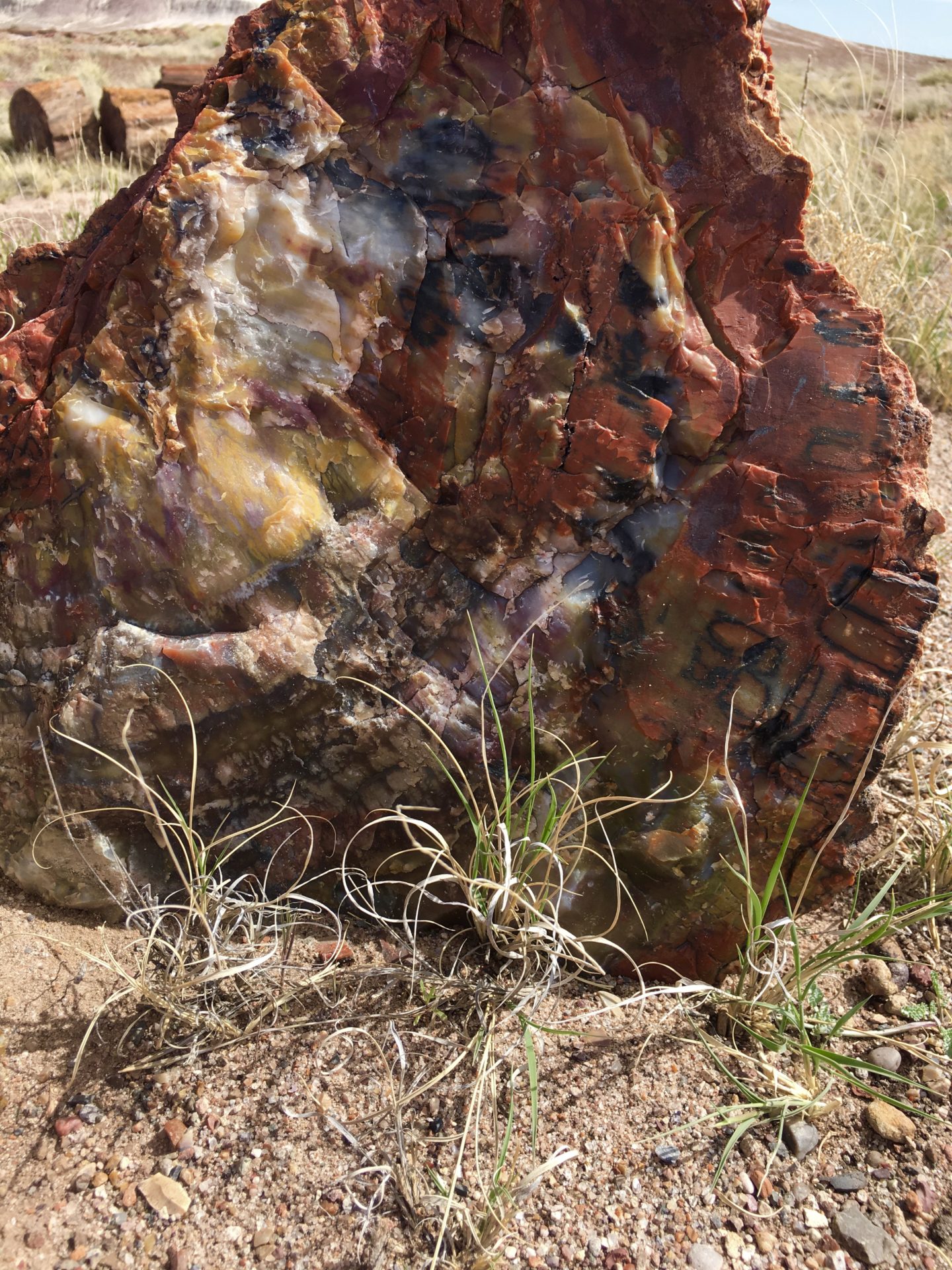 petrified forest national park