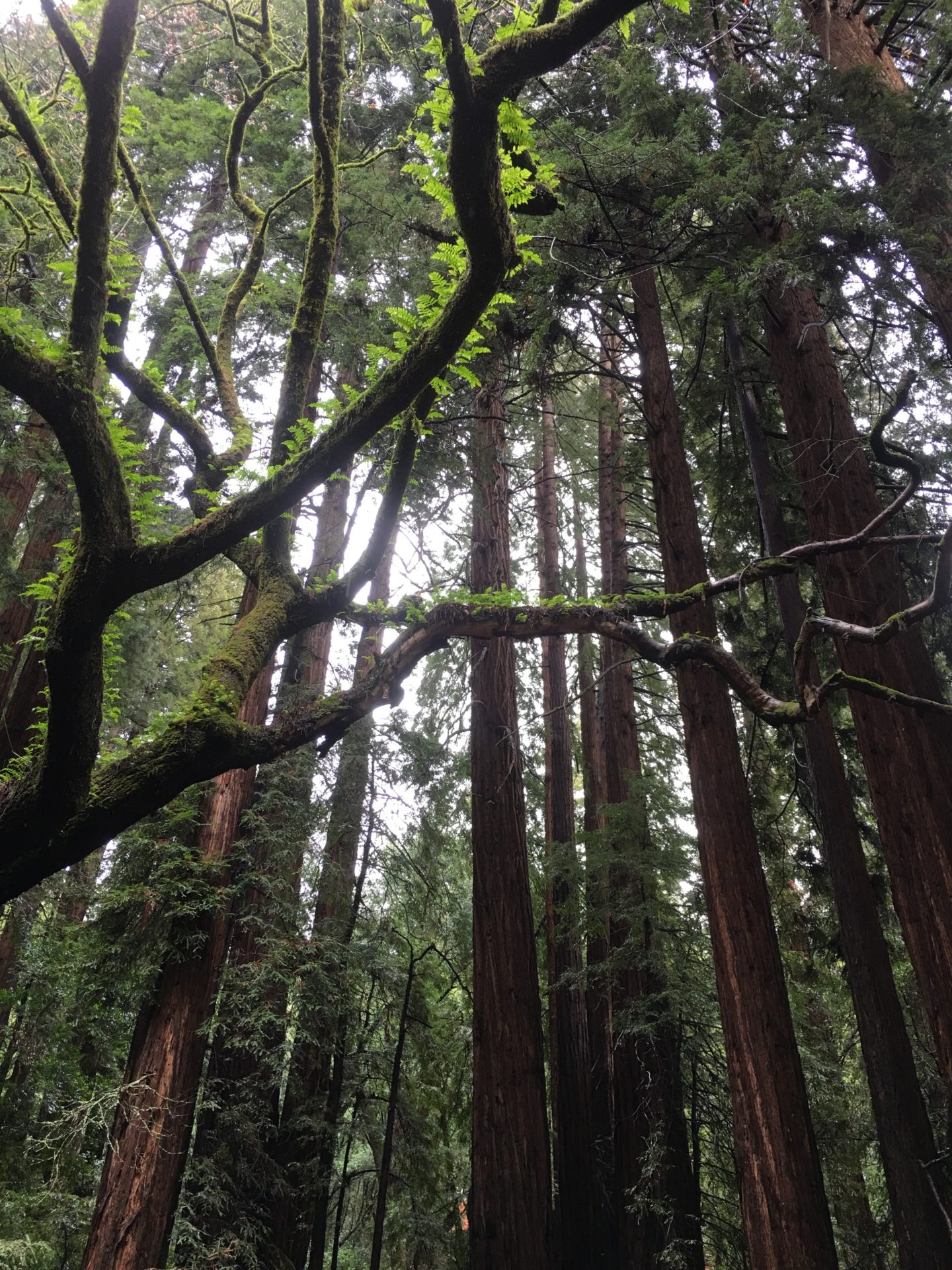 Muir Woods