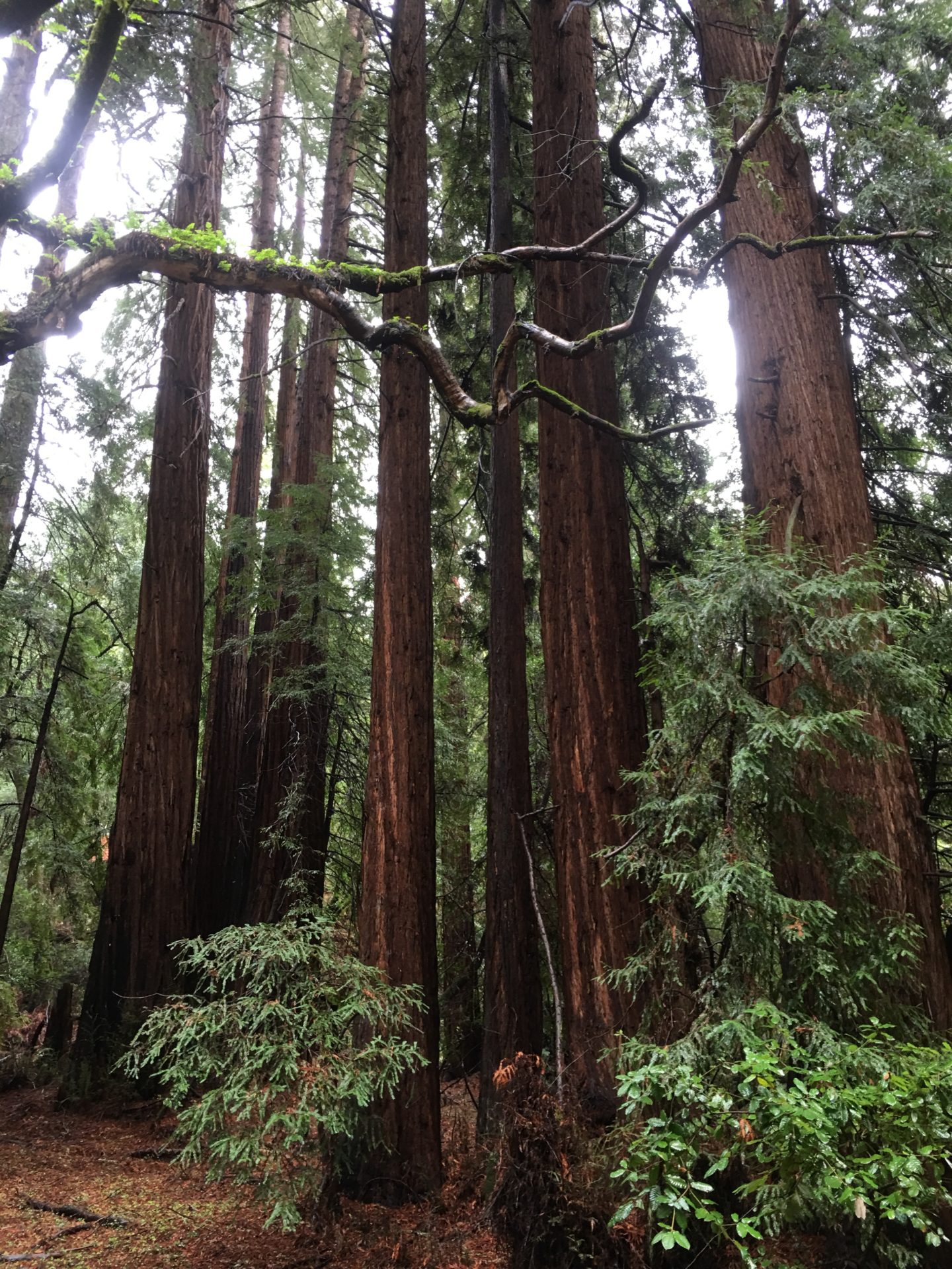 Muir Woods