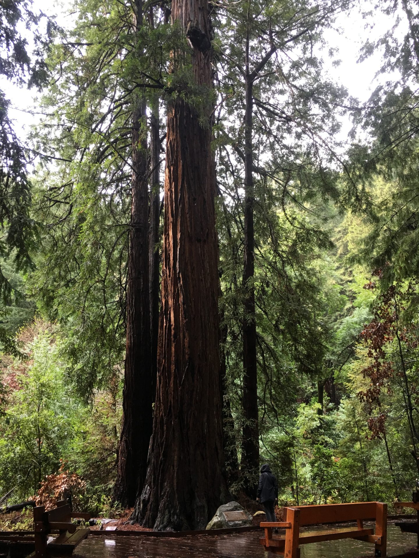 Muir Woods