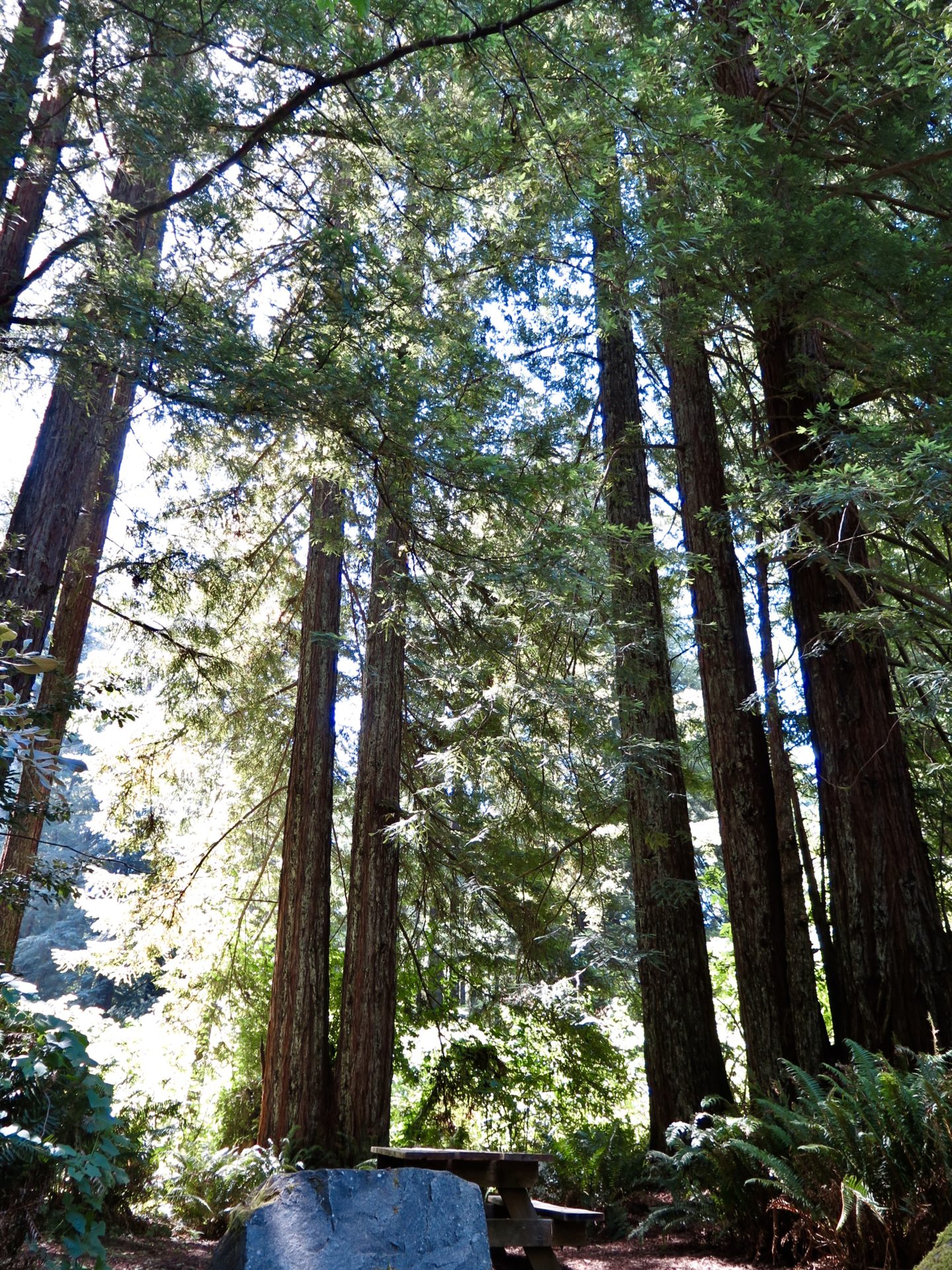 Jedediah Smith State Park