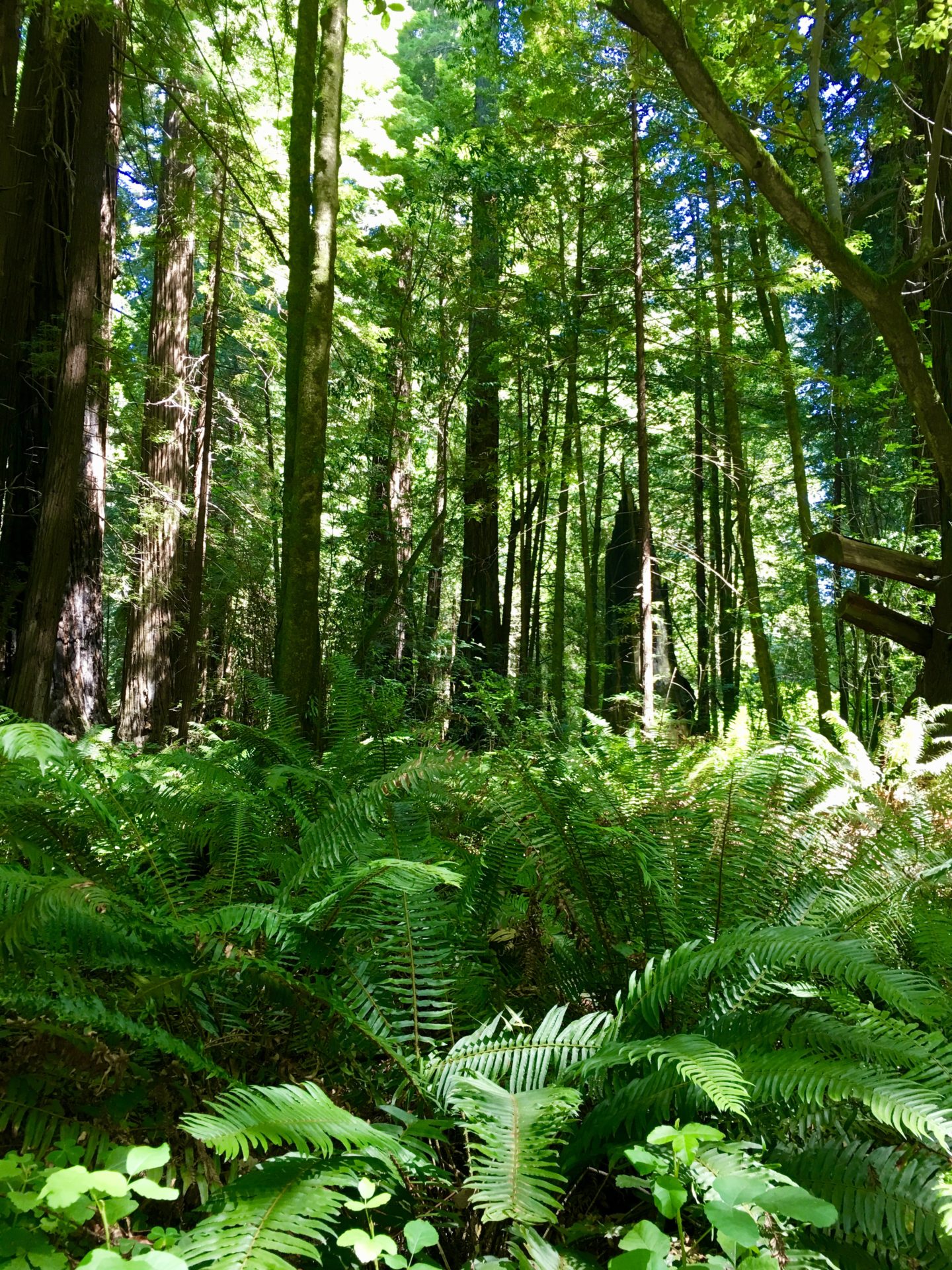 Jedediah Smith State Park