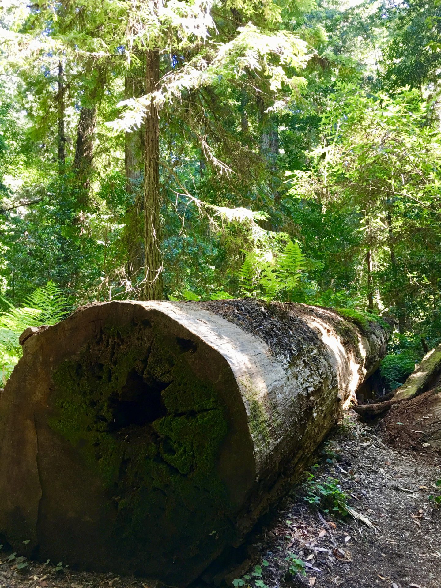 Jedediah Smith State Park