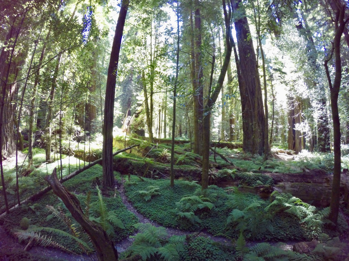 the redwoods