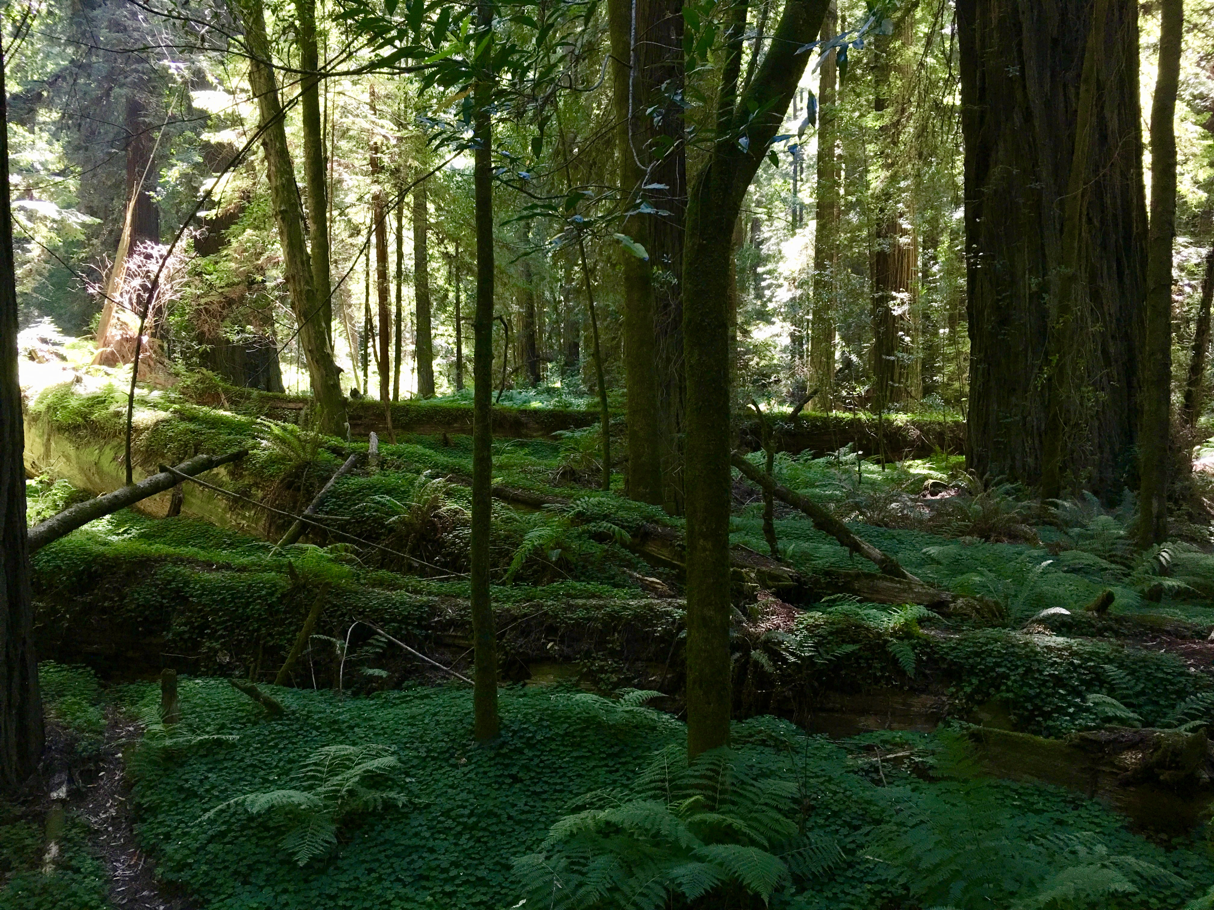 The Redwoods of California