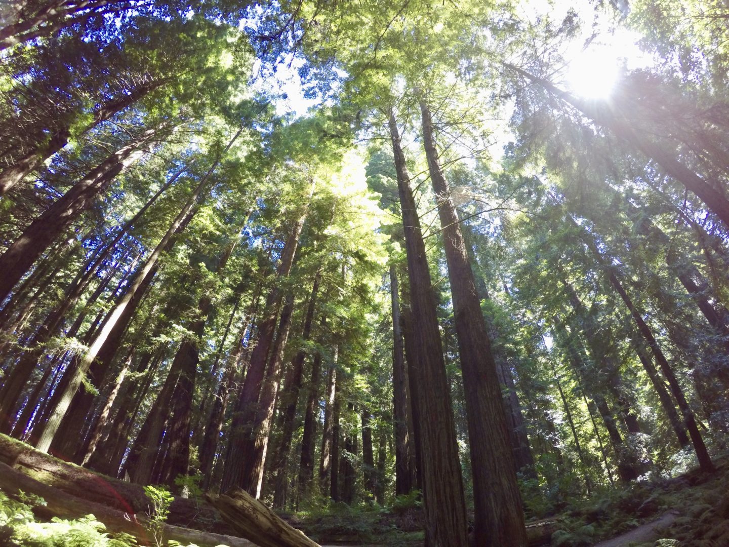 The Redwoods of Northern California