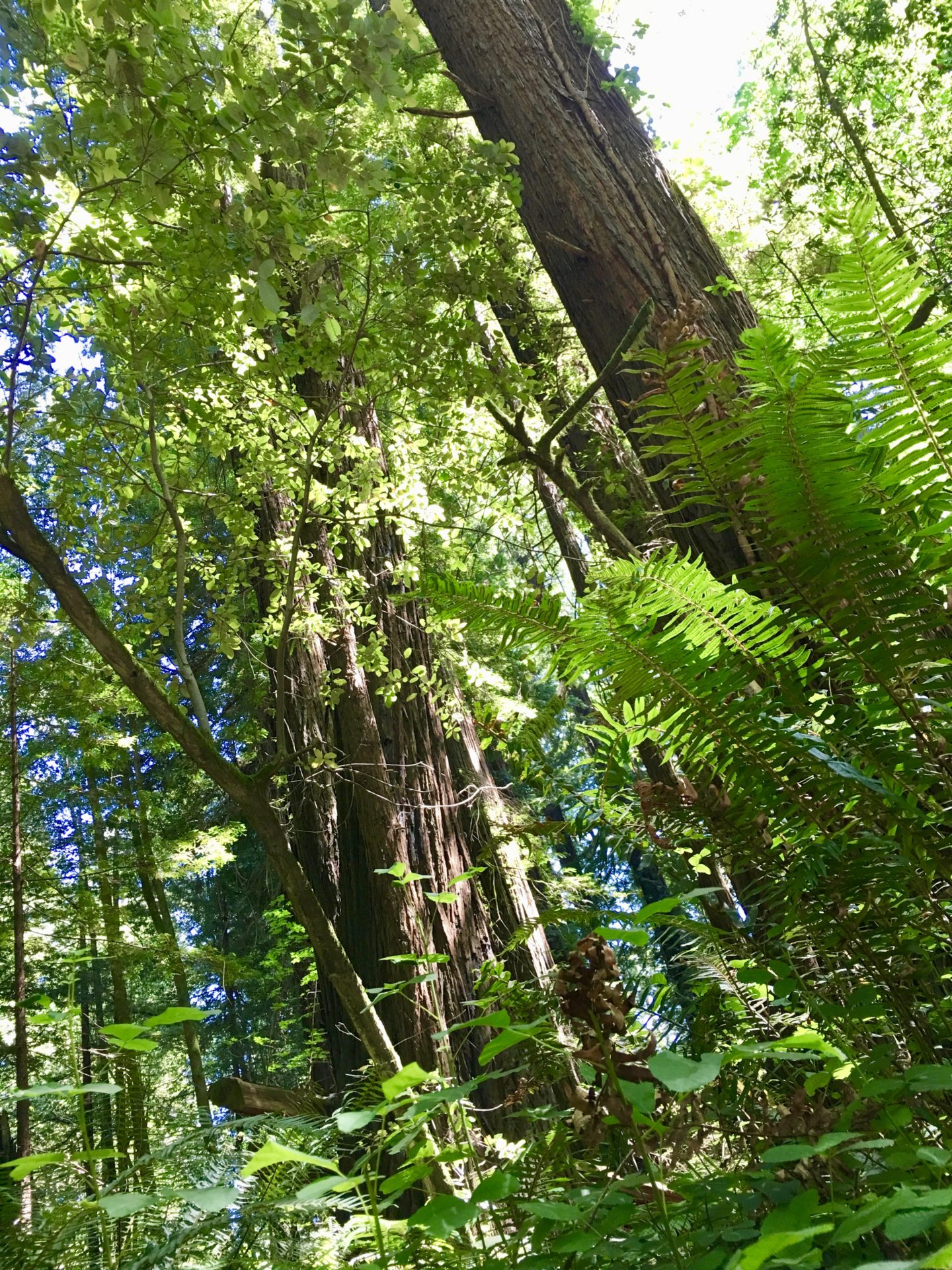 Jedediah Smith State Park