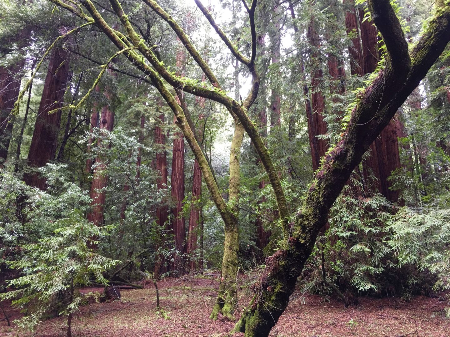 Muir Woods