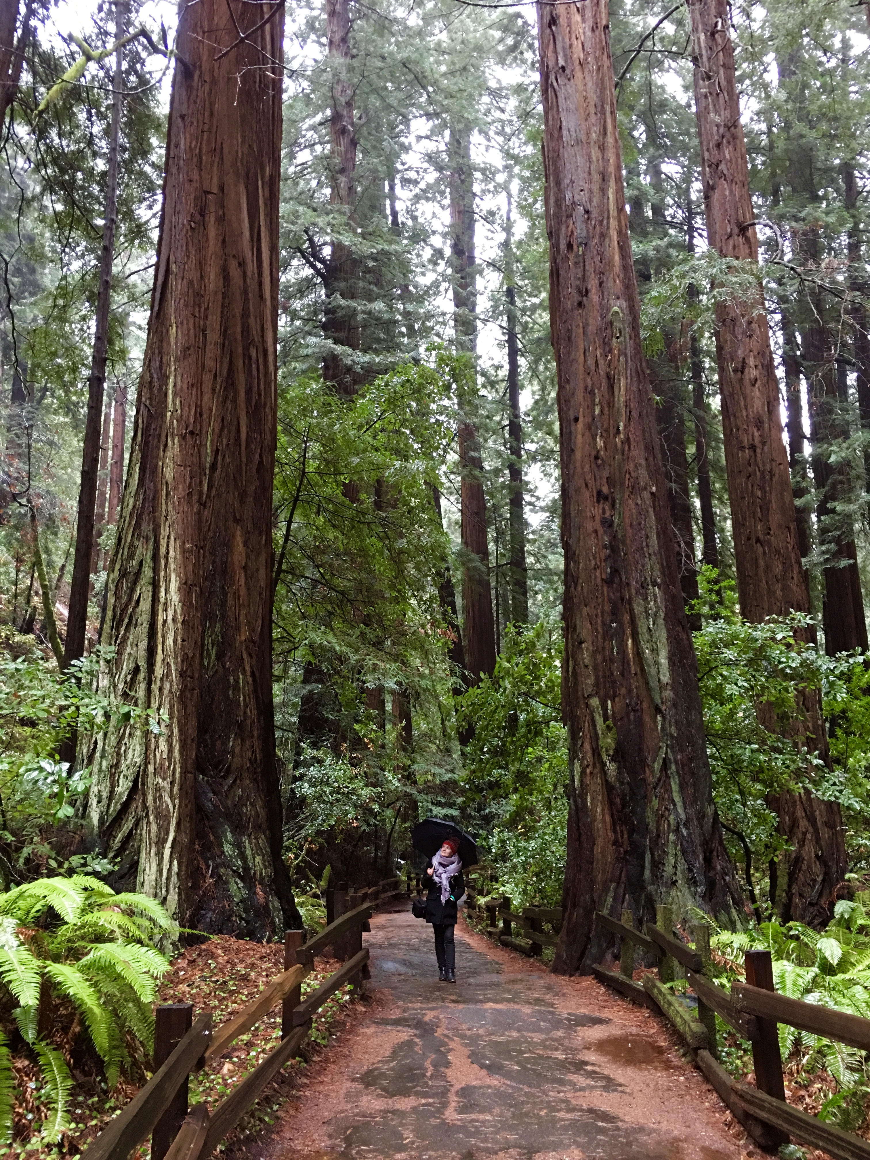 Muir Woods