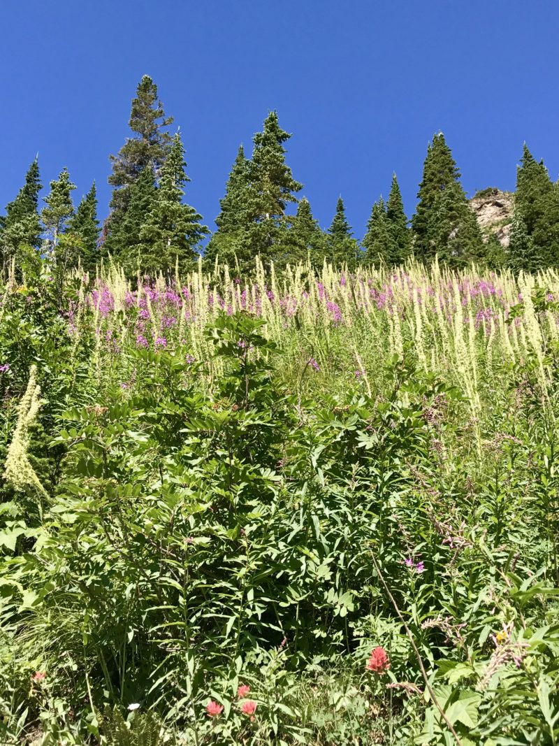 Iceberg Lake Trail