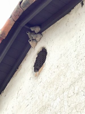 Swallow Nests