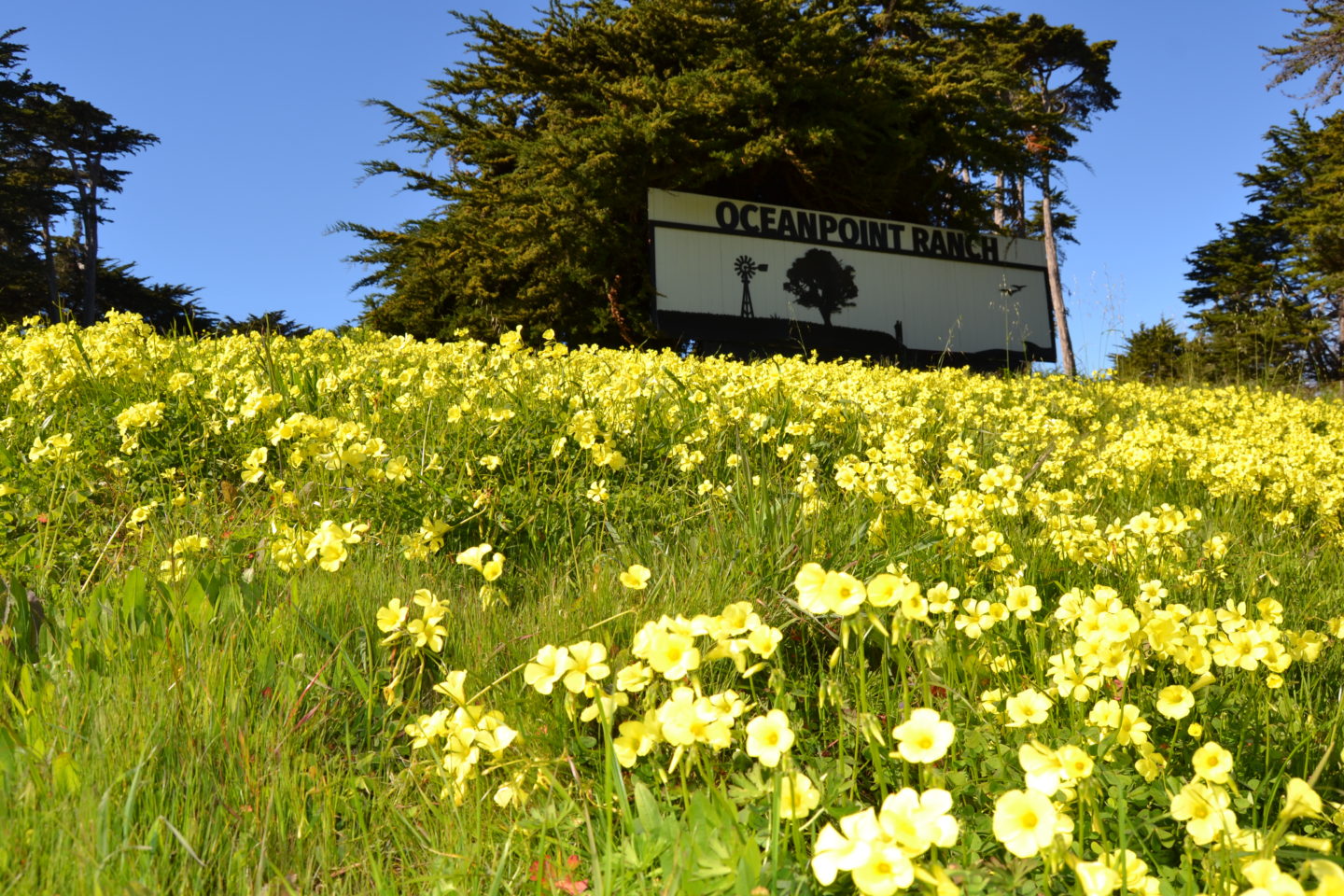 Yellow Flowers and Oceanpoint Ranch Sign