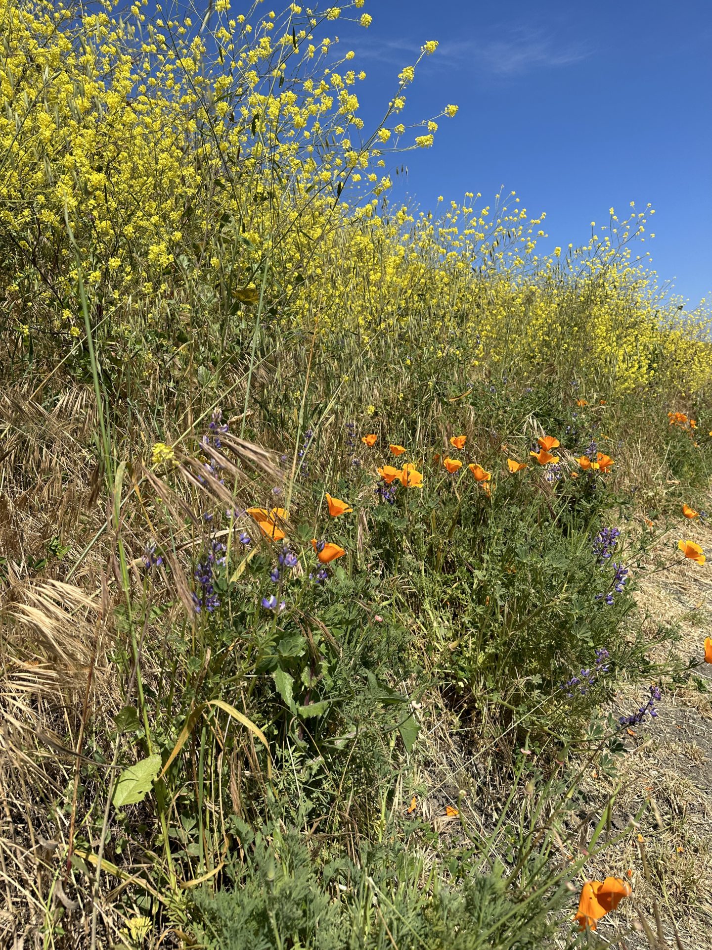 wildflowers in Pismo Preserve