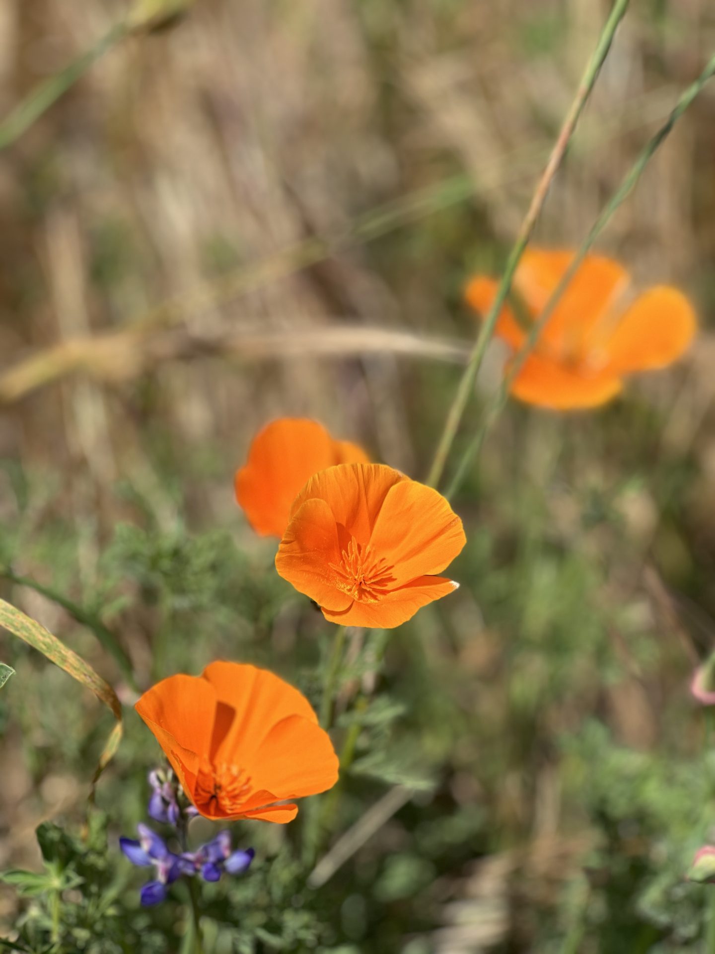 Golden poppies in Pismo Preserve